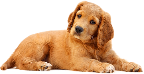addition-pet