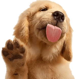 footer-pet
